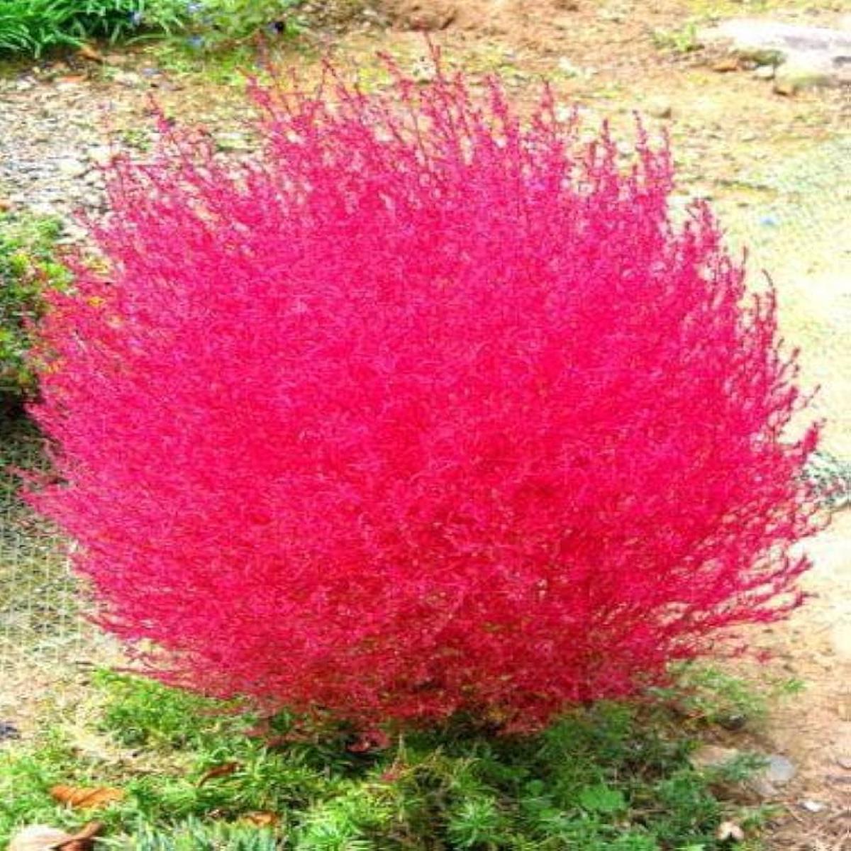 Red Burning Bush Flower Seeds for Planting Heirloom Non-GMO, High Germination Organic Garden Seeds