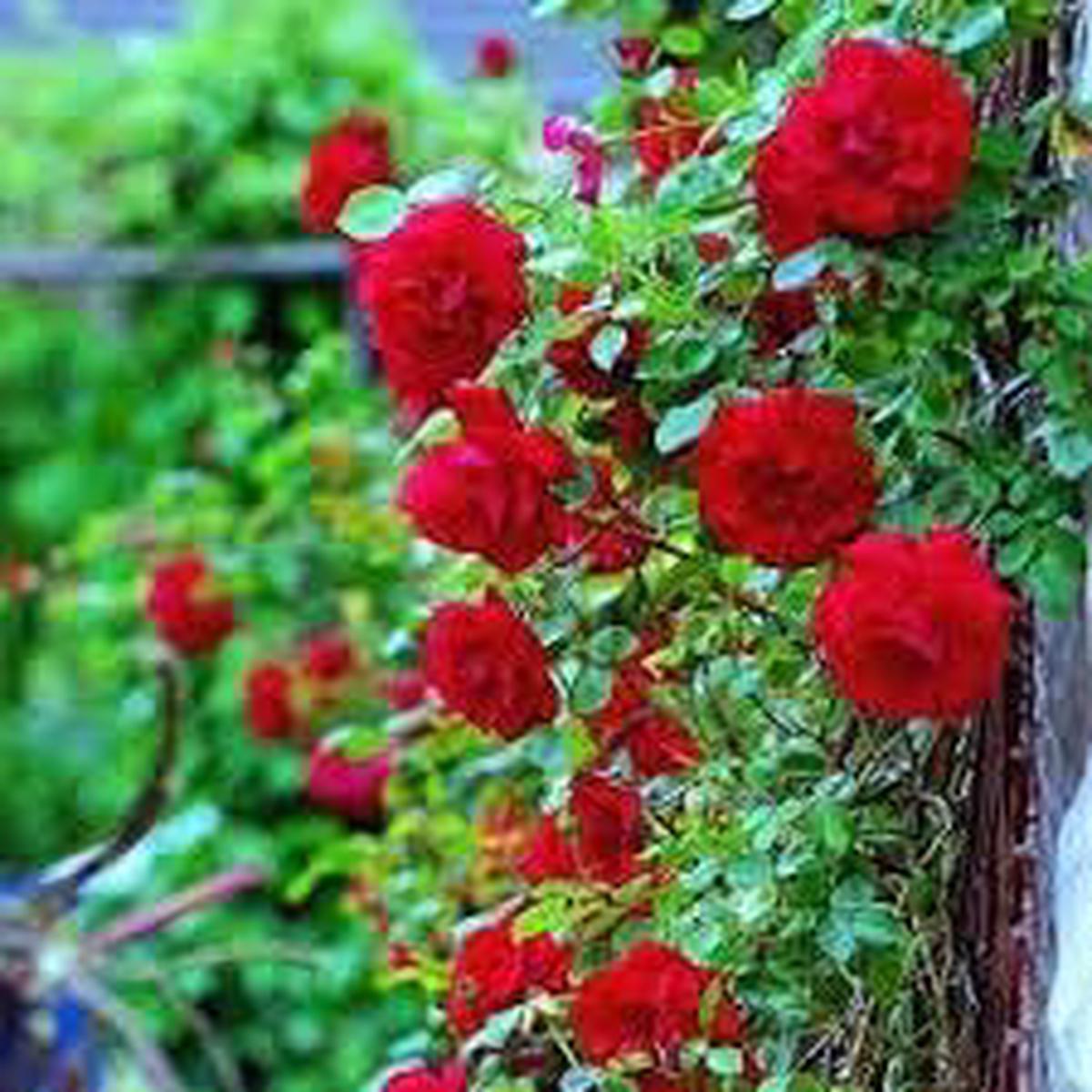 Red Climbing Rose Seeds  Perfect for Planting and Trellises