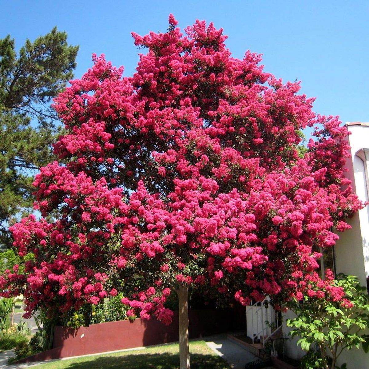 Red Crepe Myrtle Tree Seeds for Flowering Bonsai or Landscape Trees