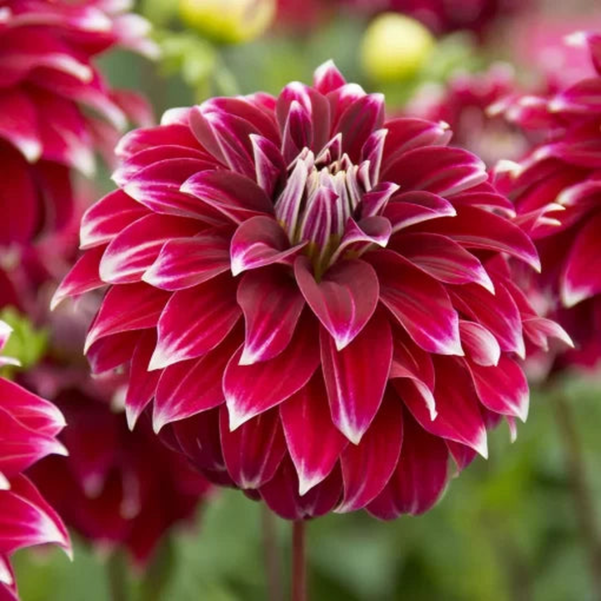 Red Rock Dahlia Seeds | Bold Deep Red Dahlia Variety  Heirloom, Non-GMO, High Germination Organic Garden Seeds