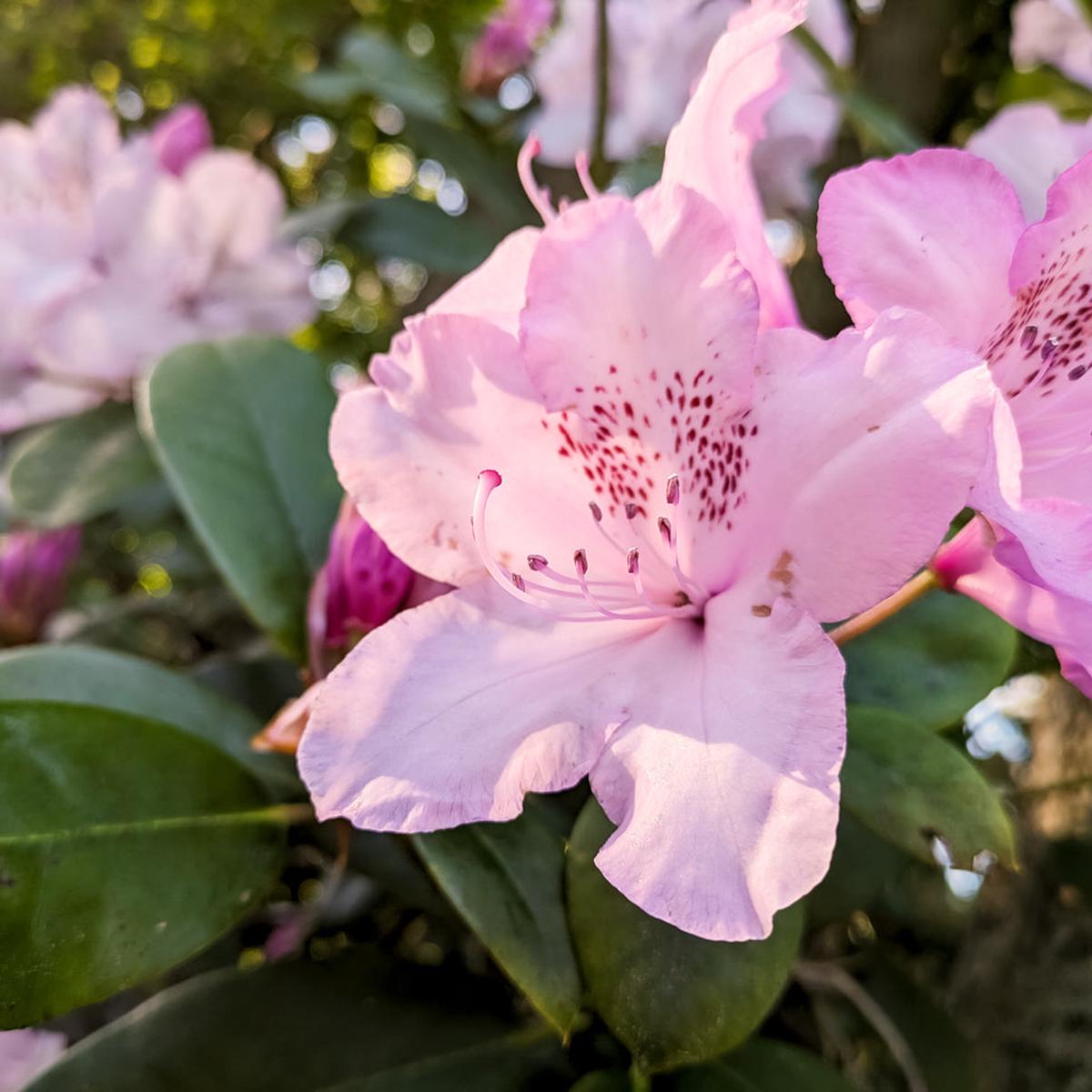 Rhododendron Flower seeds for Planting Long Bloom Season Heirloom & GMO Free Seeds for Home Garden
