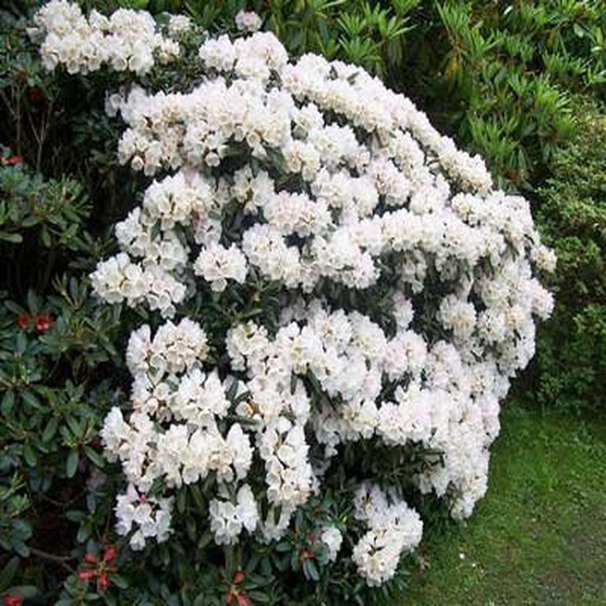 Rhododendron Seeds – Majestic Hardy Blooms for Gardens