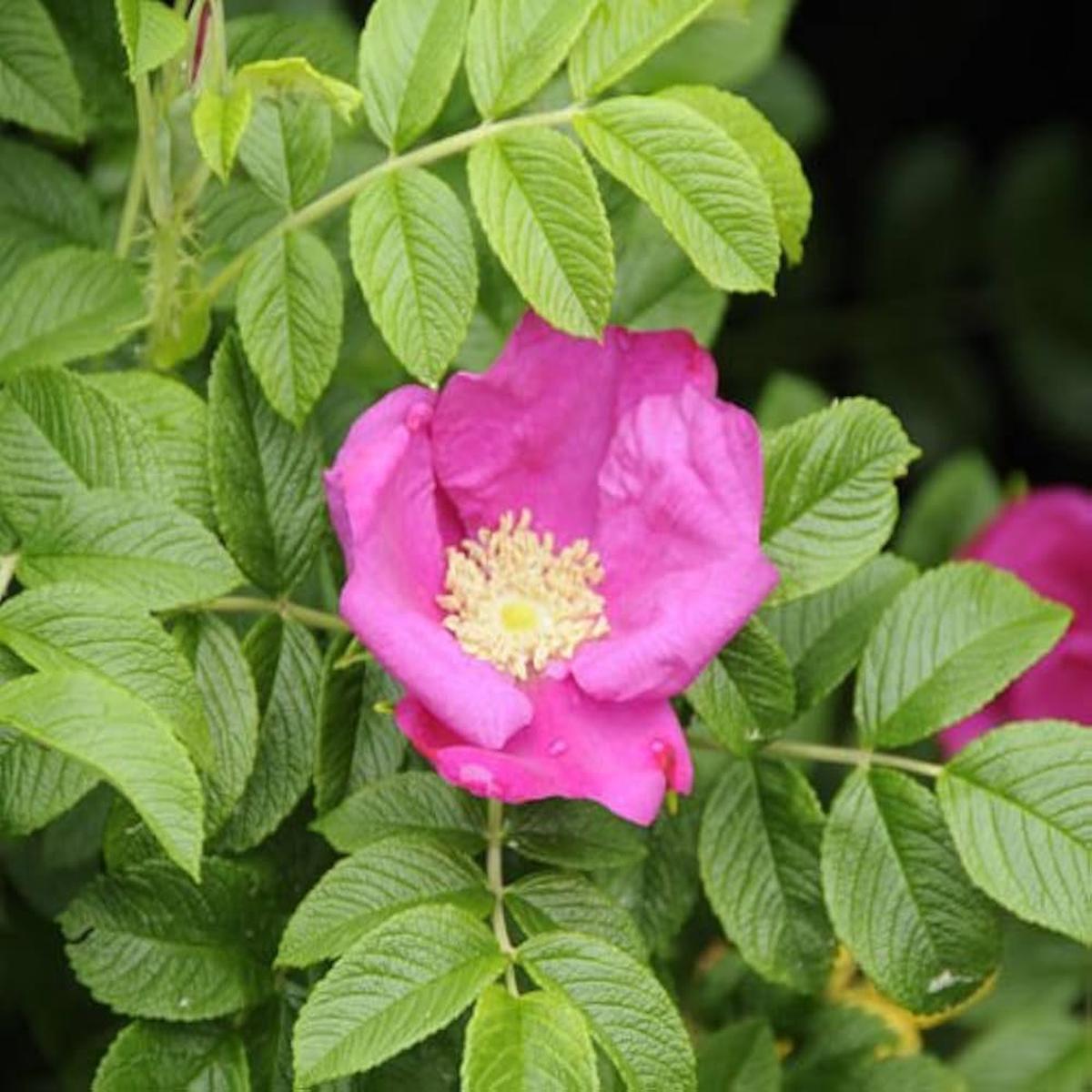 Rugosa rose Rosa rugosa pink seeds for fragrant and fast-growing hardy rose bushes