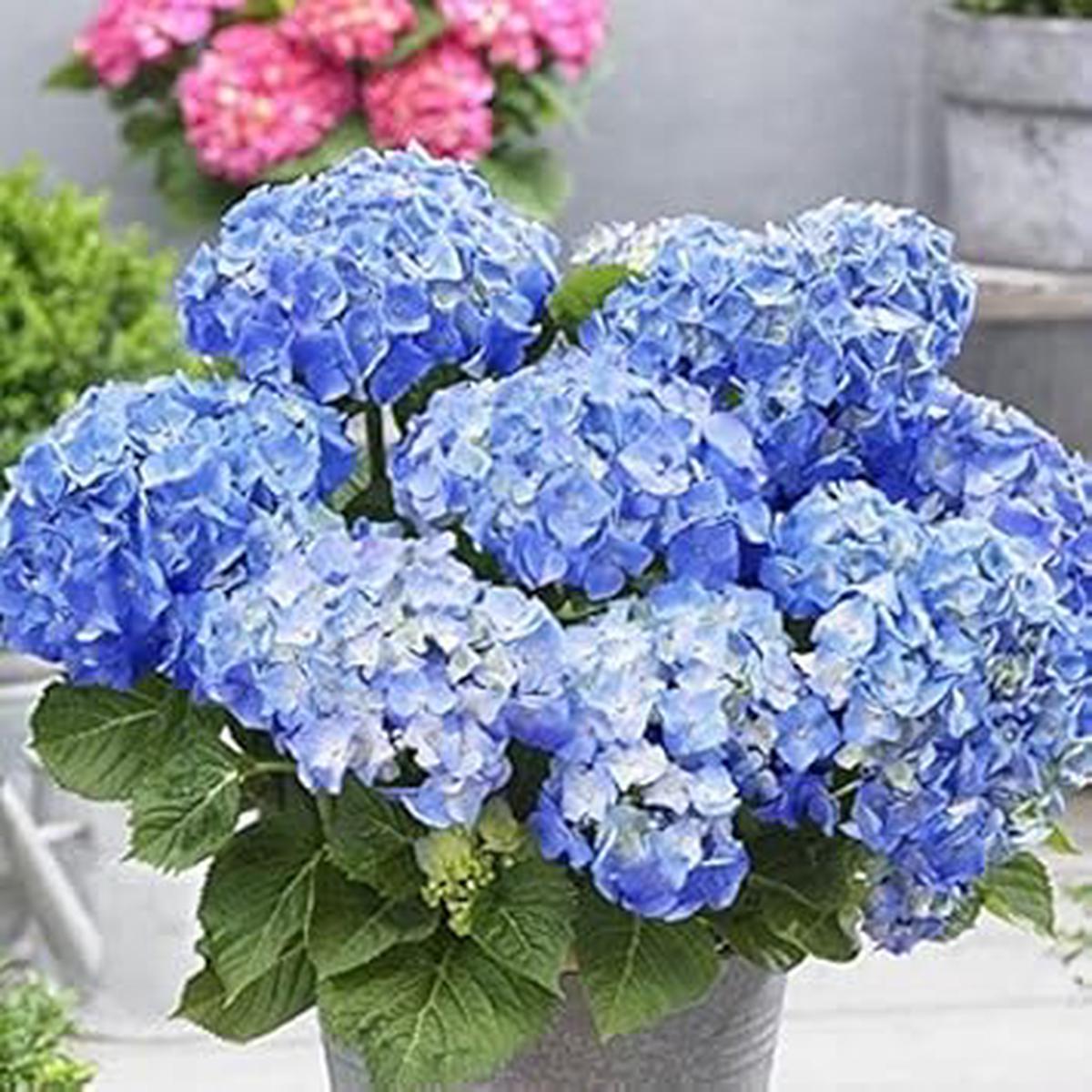 Sky Blue Hydrangea Flower seeds for Planting – Fragrant Blossoms, Heirloom & GMO Free Seeds for Home Garden