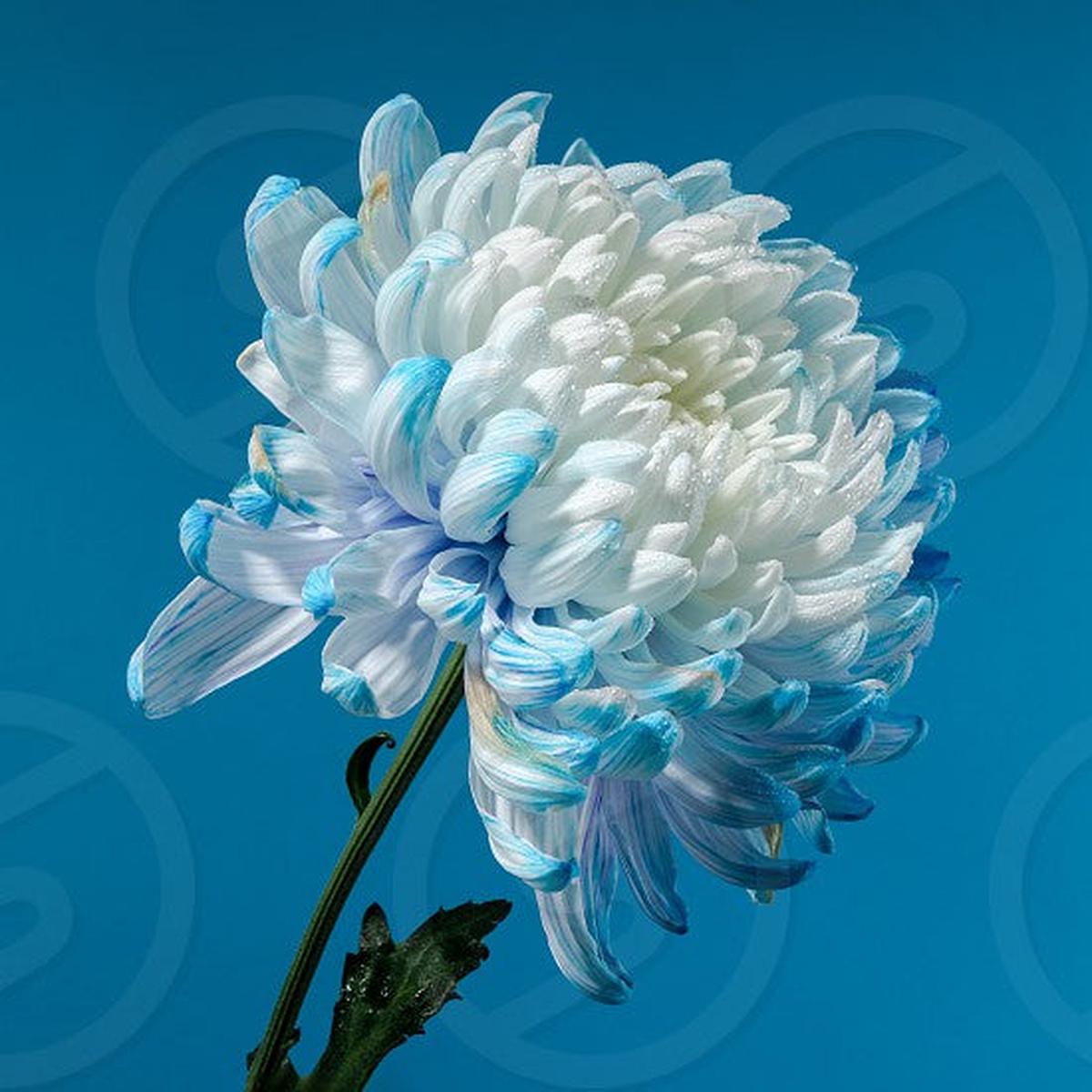 Sky Blue & White Chrysanthemum Seeds  Heirloom, Non-GMO Flower Seeds for Planting Gardens