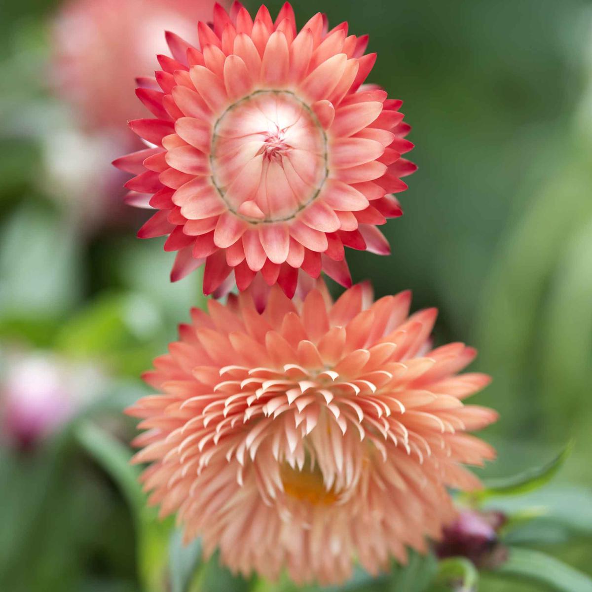 Strawflower Seeds – King Size Salmon