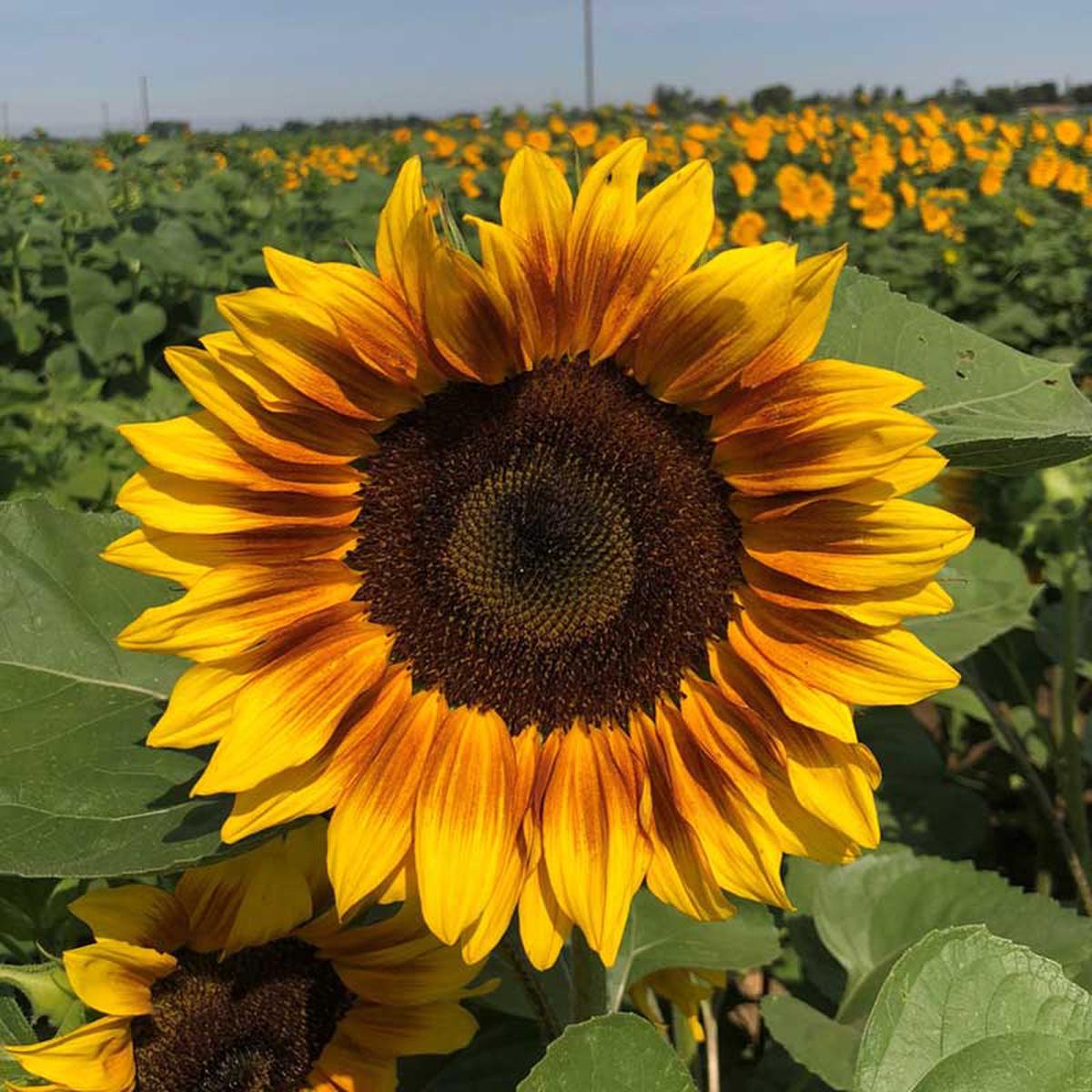 Sunflower Seeds – ProCut Bicolor (DMR)