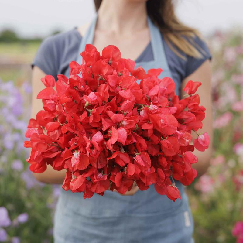 Sweet Pea Seeds – Royal Scarlet
