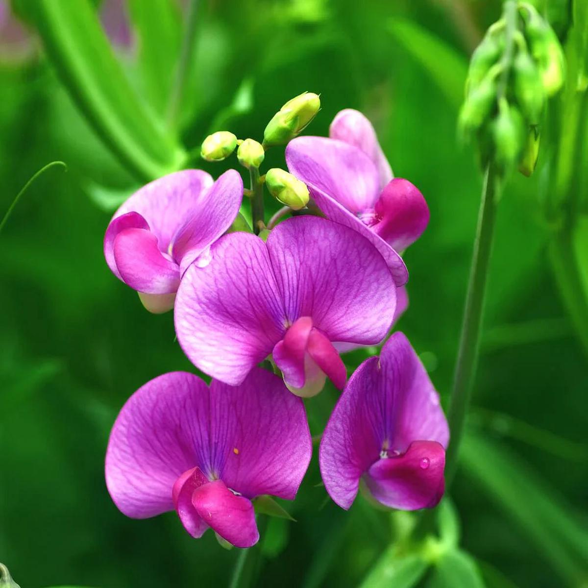Sweet Peas Flower seeds for Planting – Long Bloom Season, Heirloom & GMO Free Seeds for Home Garden