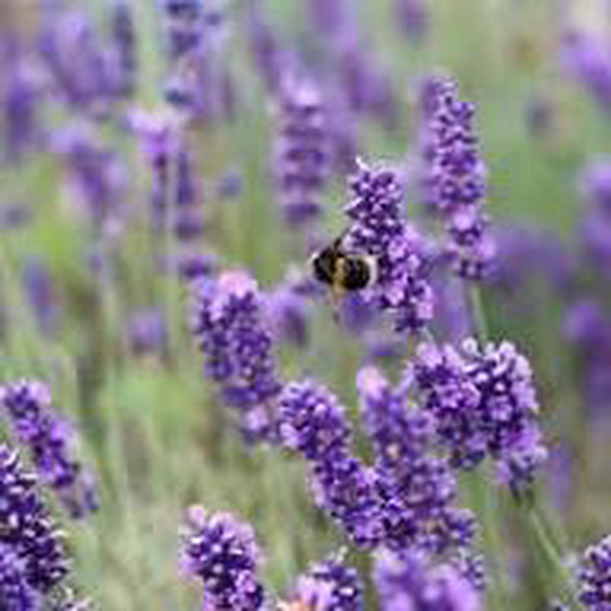Violet Lavender Flower Seeds for Planting | Heirloom Non-GMO High Germination Organic Garden Seeds