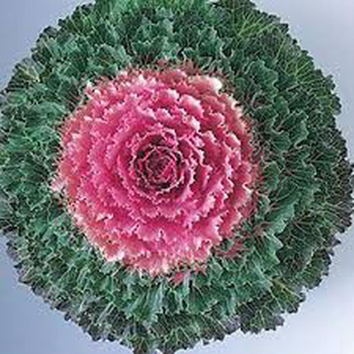 Violet Red Brassica Oleracea Flower Seeds for Planting  Heirloom, Non-GMO, High Germination Organic Garden Seeds