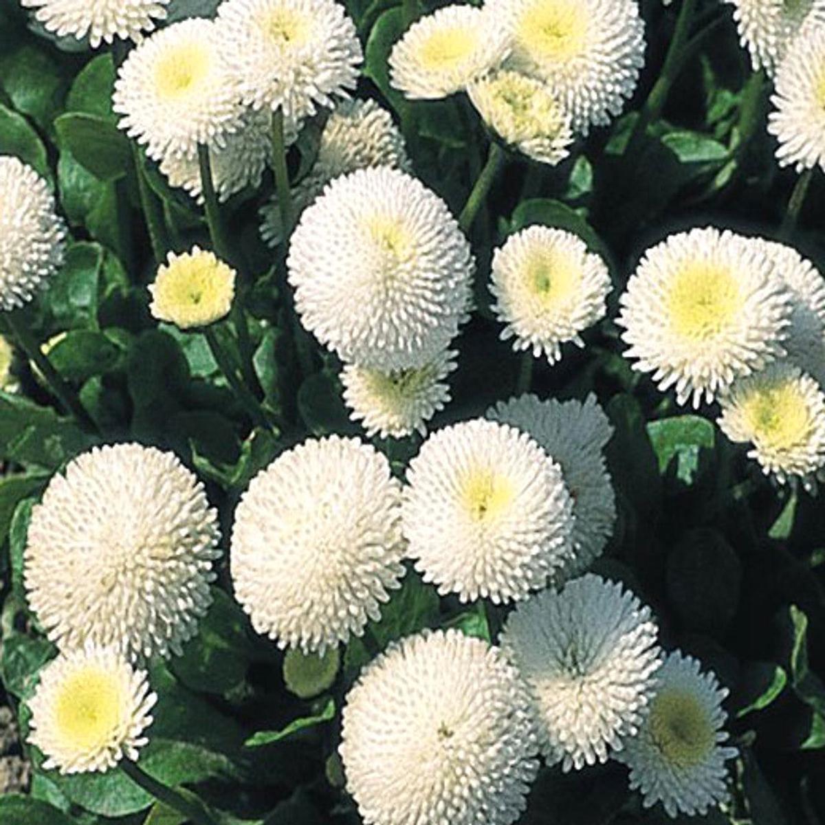 White Bellis Perennis Seeds for Planting  Heirloom, Non-GMO, High Germination Organic Garden Seeds