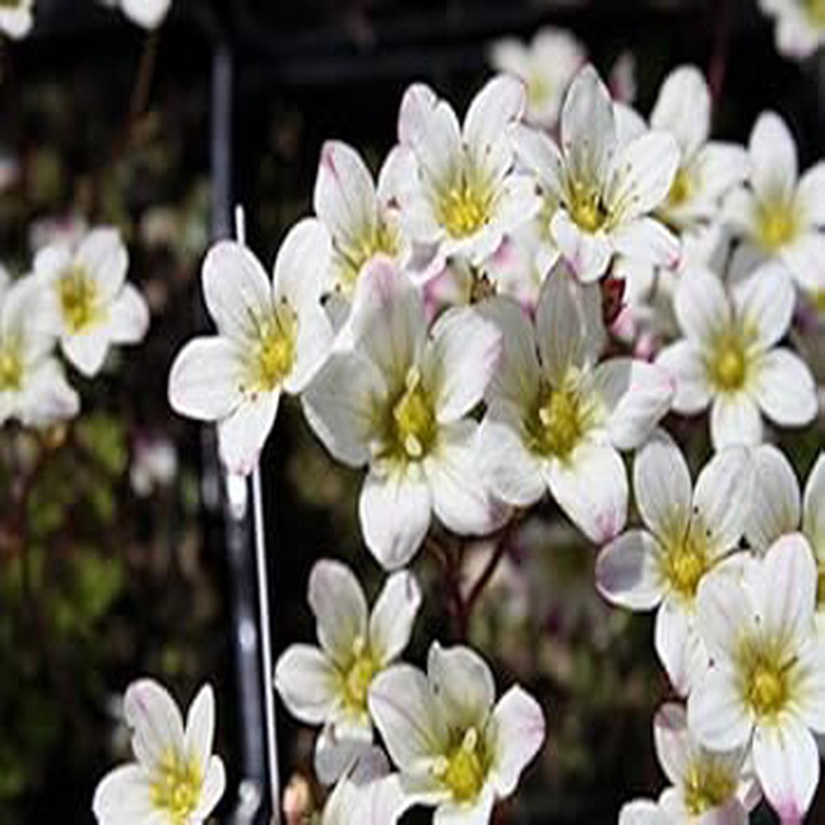 White Burren Flower seeds for Planting – Garden Favorite, Heirloom & GMO Free Seeds for Home Garden