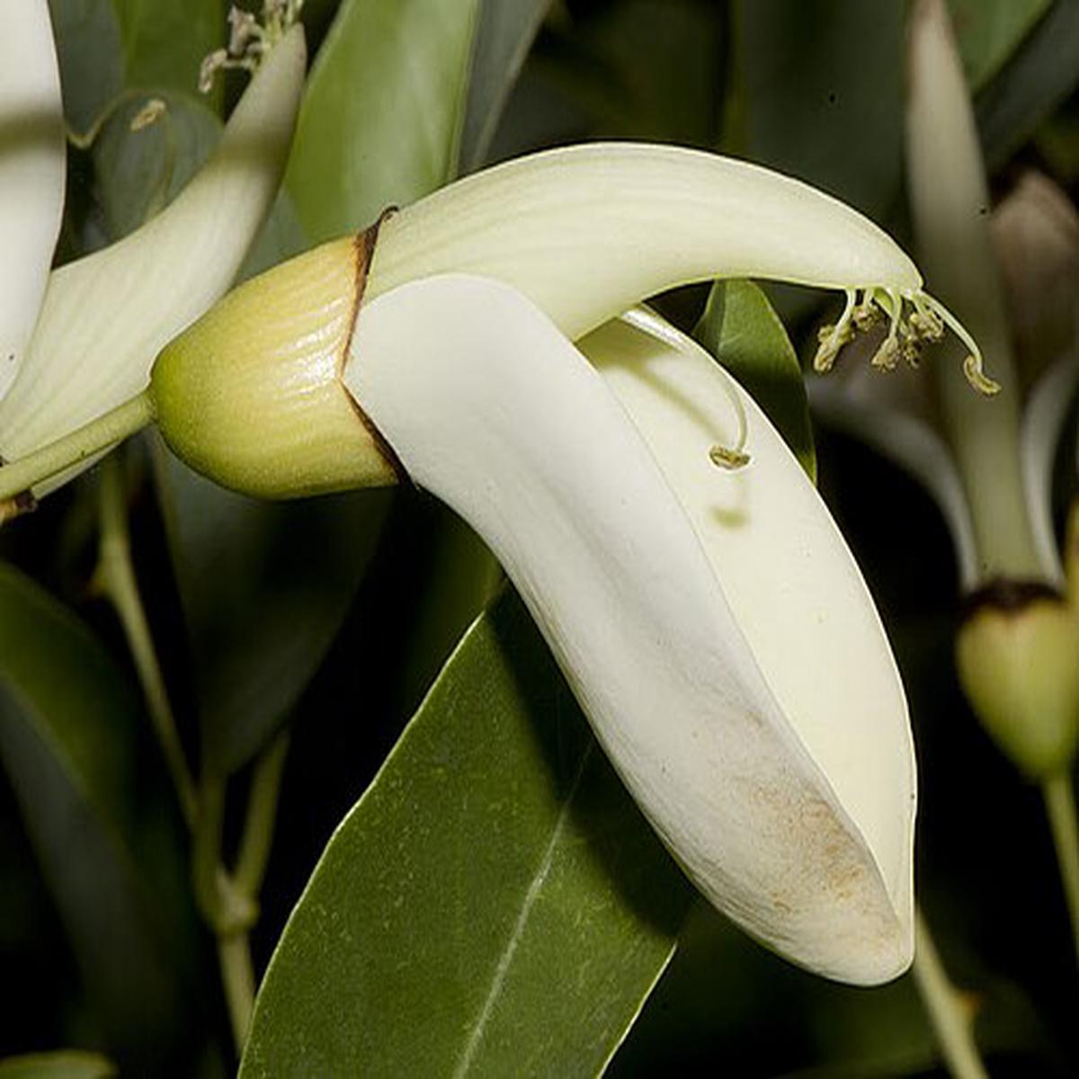 White Erythrina Crista Galli Flower seeds for Planting – Cut Flower Favorite, Heirloom & GMO Free Seeds for Home Garden