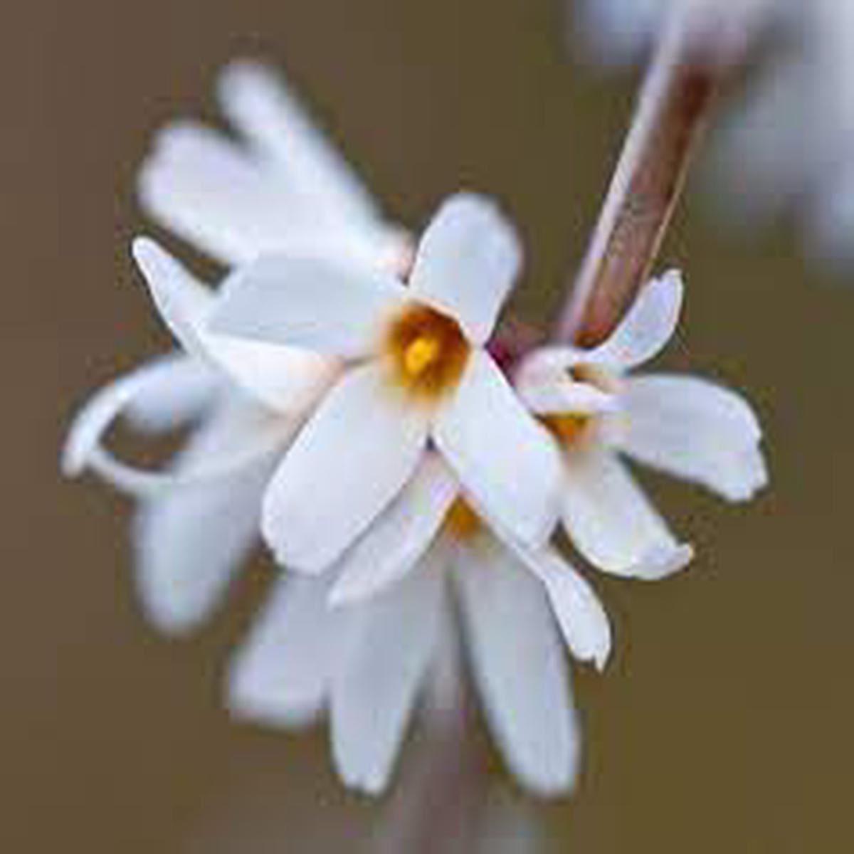 White Forsythia – Abeliophyllum distichum Flower Seeds for Planting – NON GMO Seeds