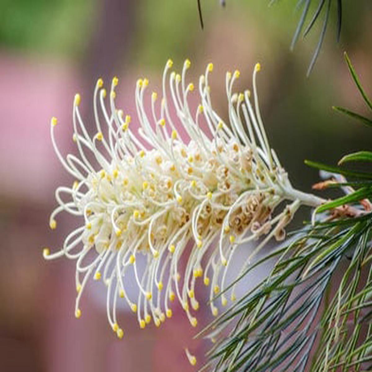 White Grevillea Robusta Flower Seeds  Heirloom, Non-GMO, High Germination Seeds for Planting Home Garden