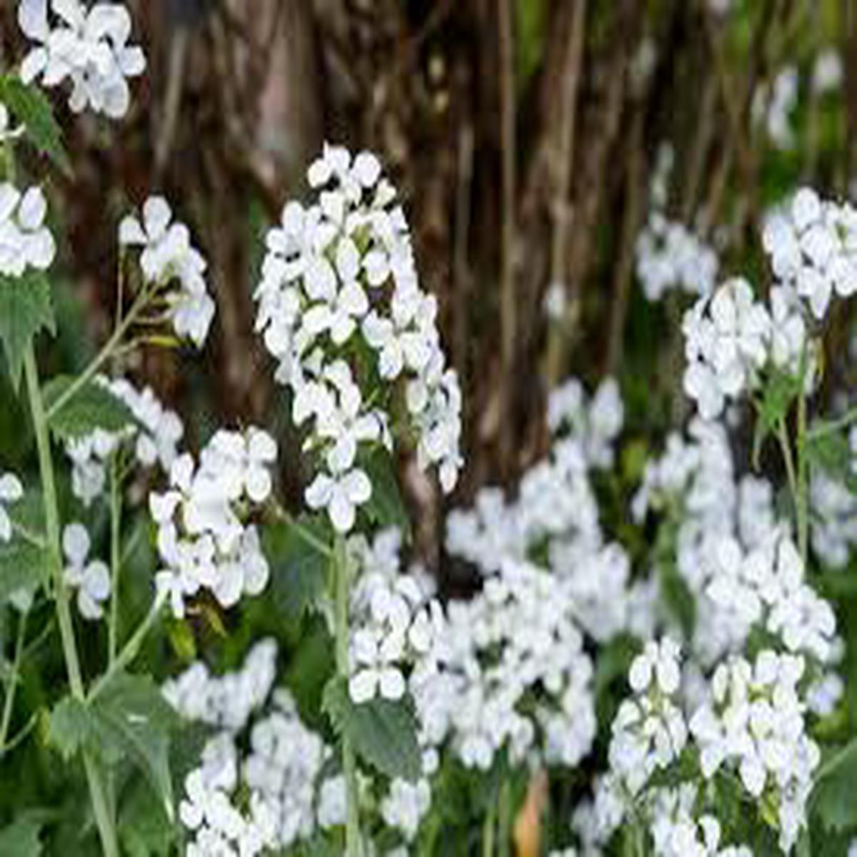 White Lunaria Rediviva Flower Seeds for Planting – Premium Quality, Heirloom, Non-GMO, High Germination, 100pcs