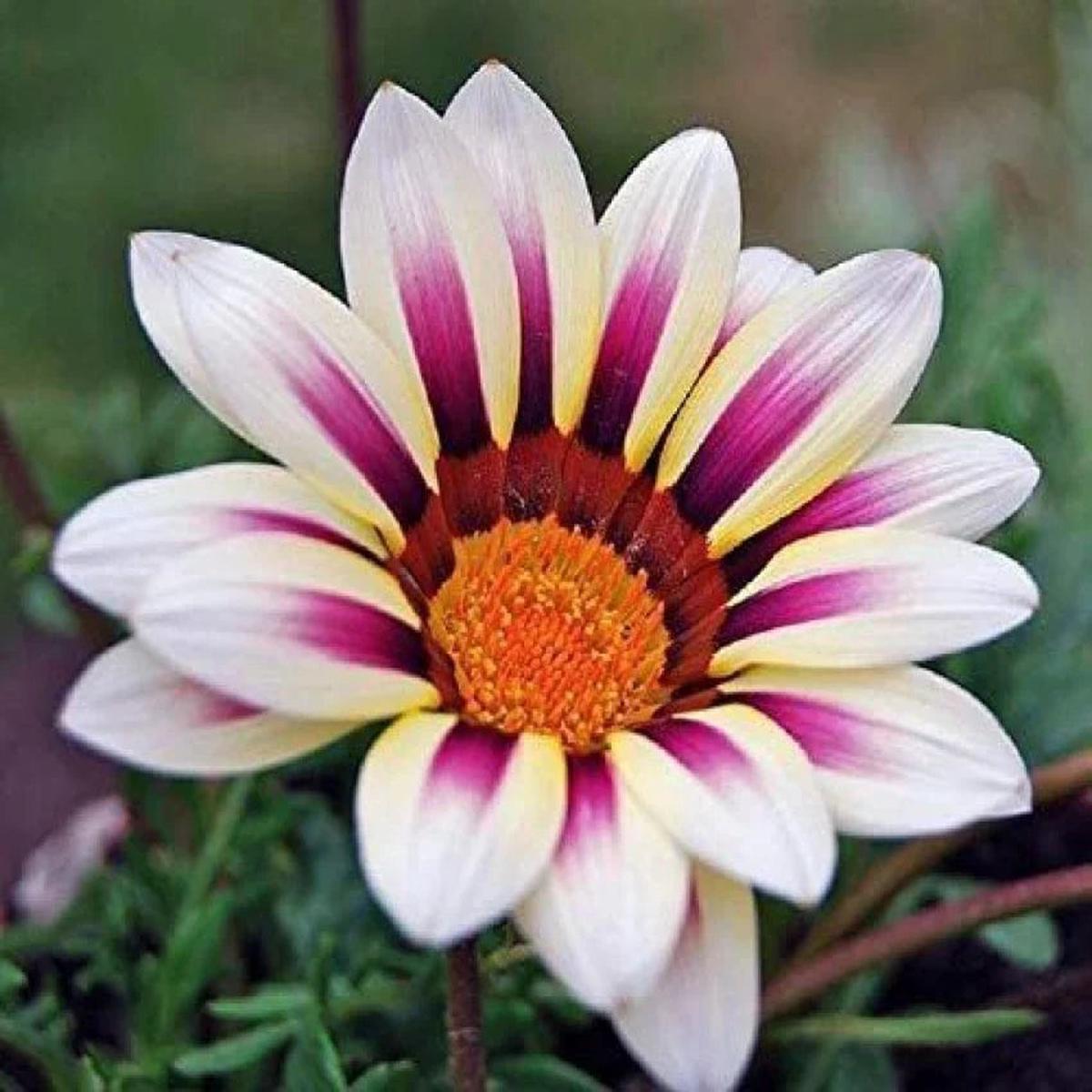 White Purple Gazania Flower seeds for Planting – Perfect for Borders, Heirloom & GMO Free Seeds for Home Garden