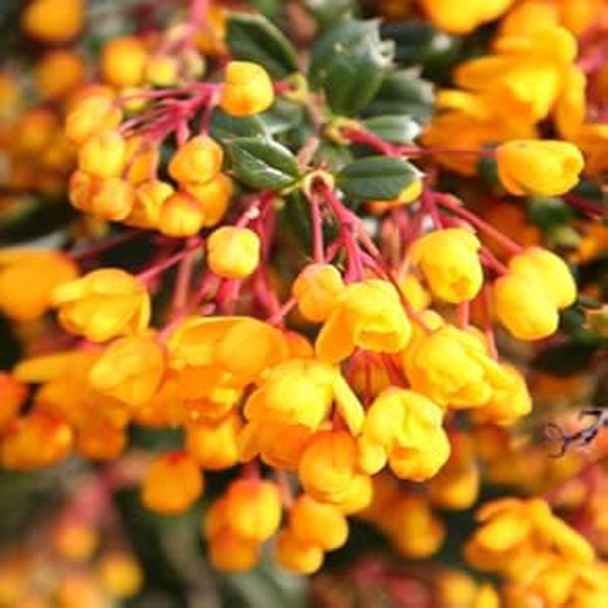 Yellow Darwinii Flower seeds for Planting – Wildflower Mix, Heirloom & GMO Free Seeds for Home Garden