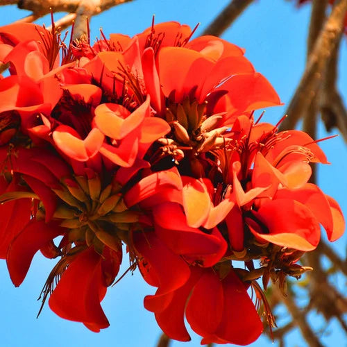 Yellow Erythrina Flower seeds for Planting – Sun Loving, Heirloom & GMO Free Seeds for Home Garden