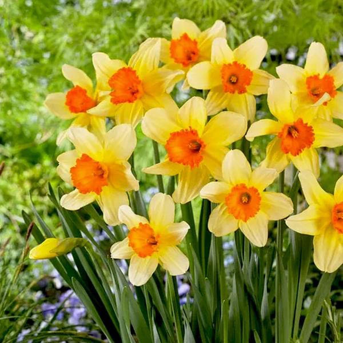 Yellow Orange Daffodil Flower Seeds for Planting Heirloom, Non-GMO, High Germination Garden Seeds
