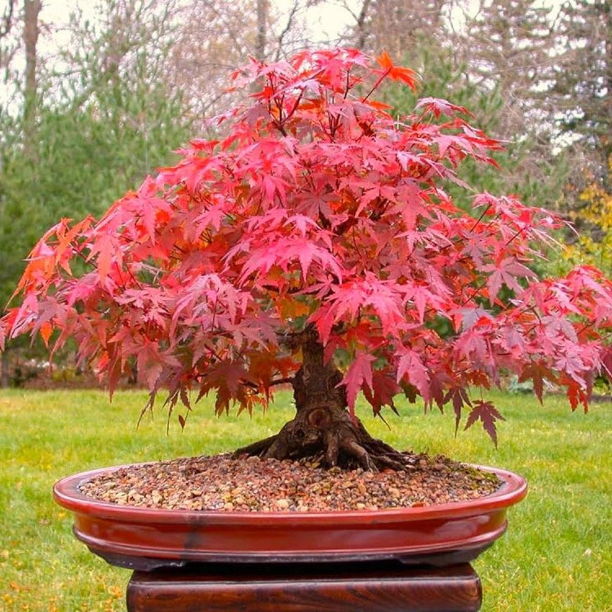 Advanced Mini Bonsai Flower Seeds  Mixed Thunbergii, Red Maple, Albizia, Chinese Fir