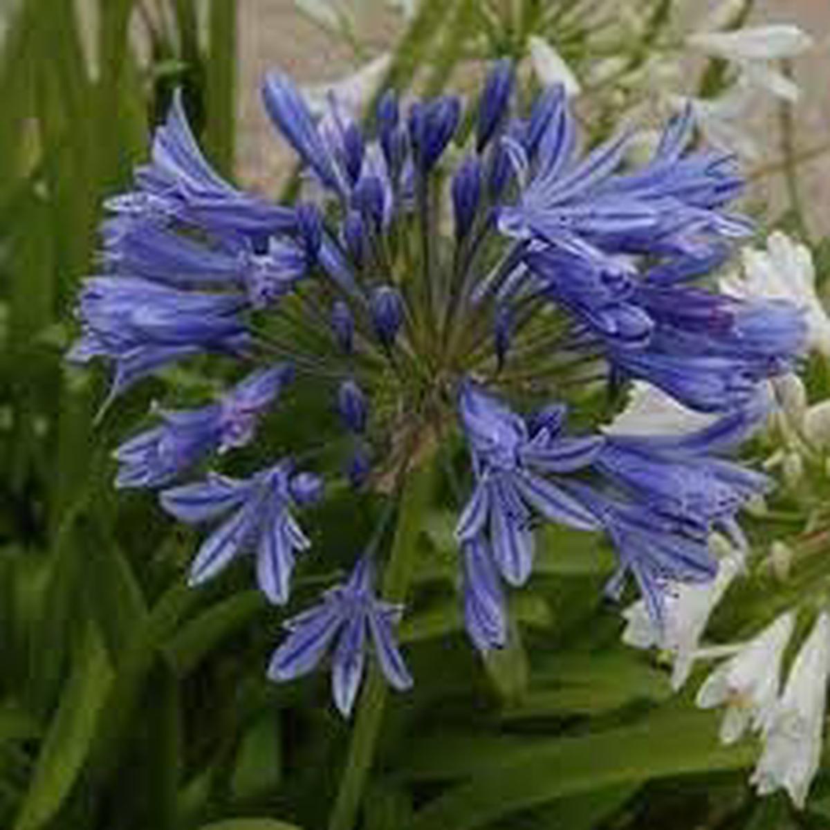 Agapanthus Africanus Flower Seeds for Planting Heirloom Non-GMO High Germination Organic Garden Seeds