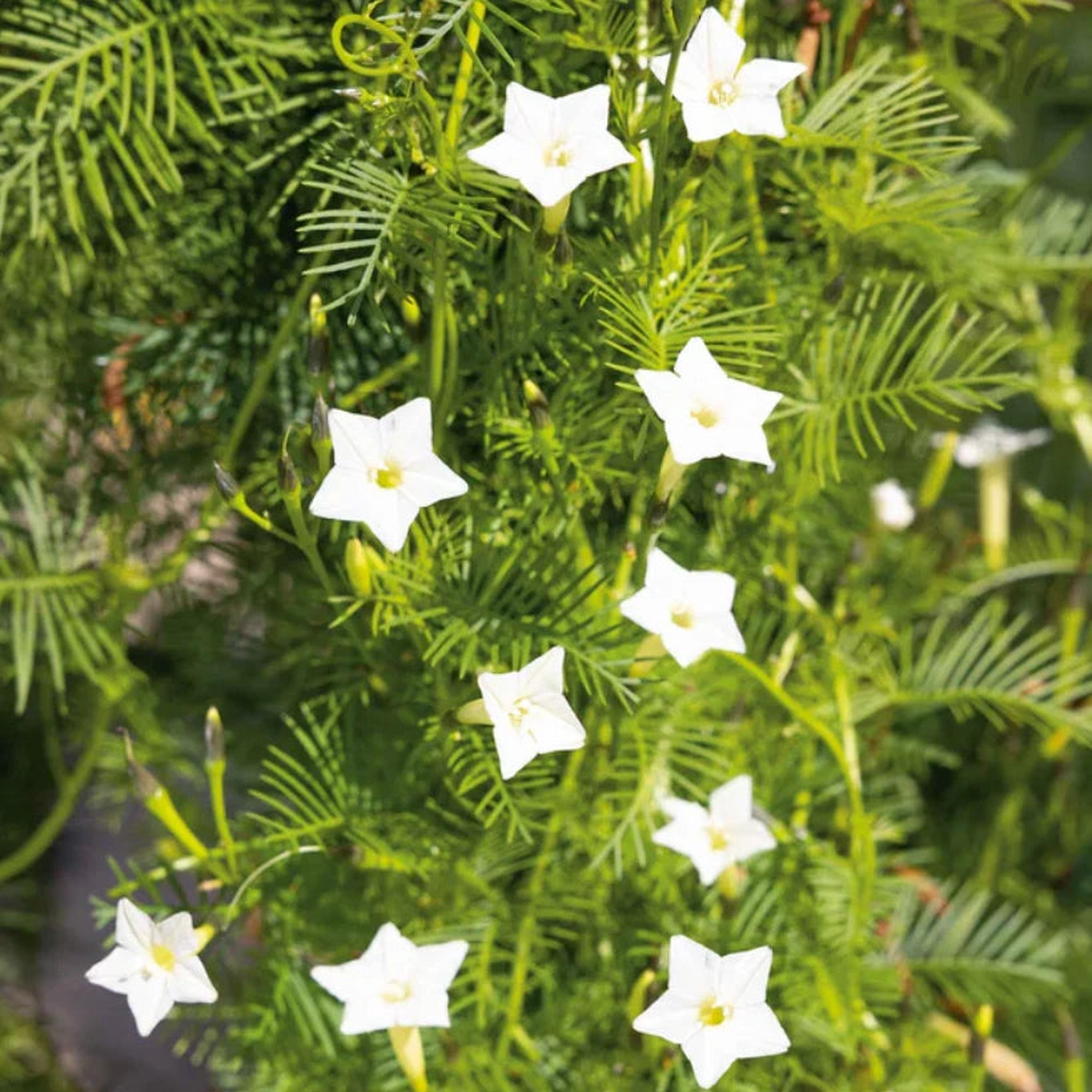 CARDINAL CLIMBER VINE WHITE Flowers Morning Glory Pollinator Attractor Seeds  Heirloom, Non-GMO, High Germination Organic Garden Seeds