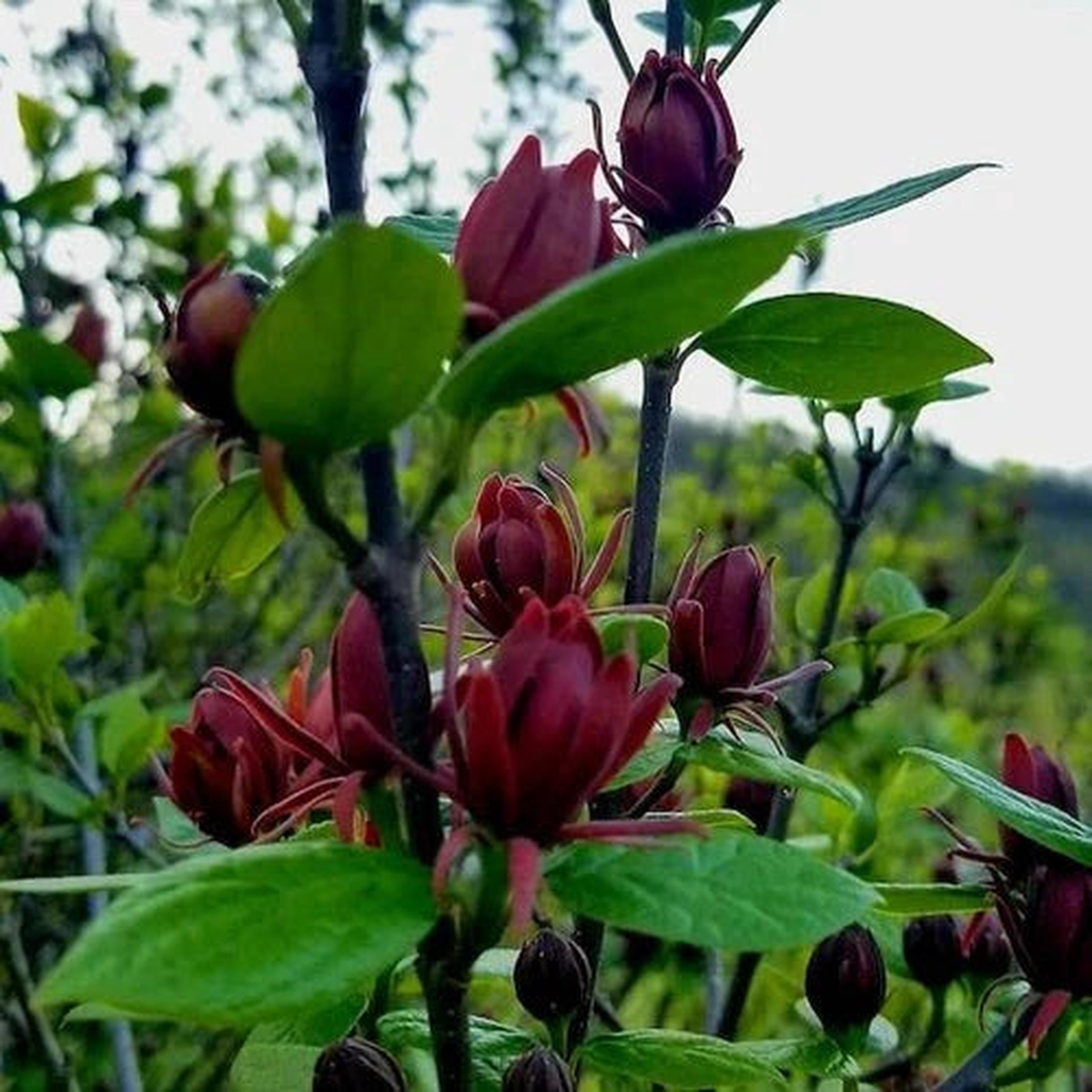 Carolina Allspice Calycanthus floridus Shrub Seeds  Heirloom, Non-GMO, High Germination Organic Garden Seeds