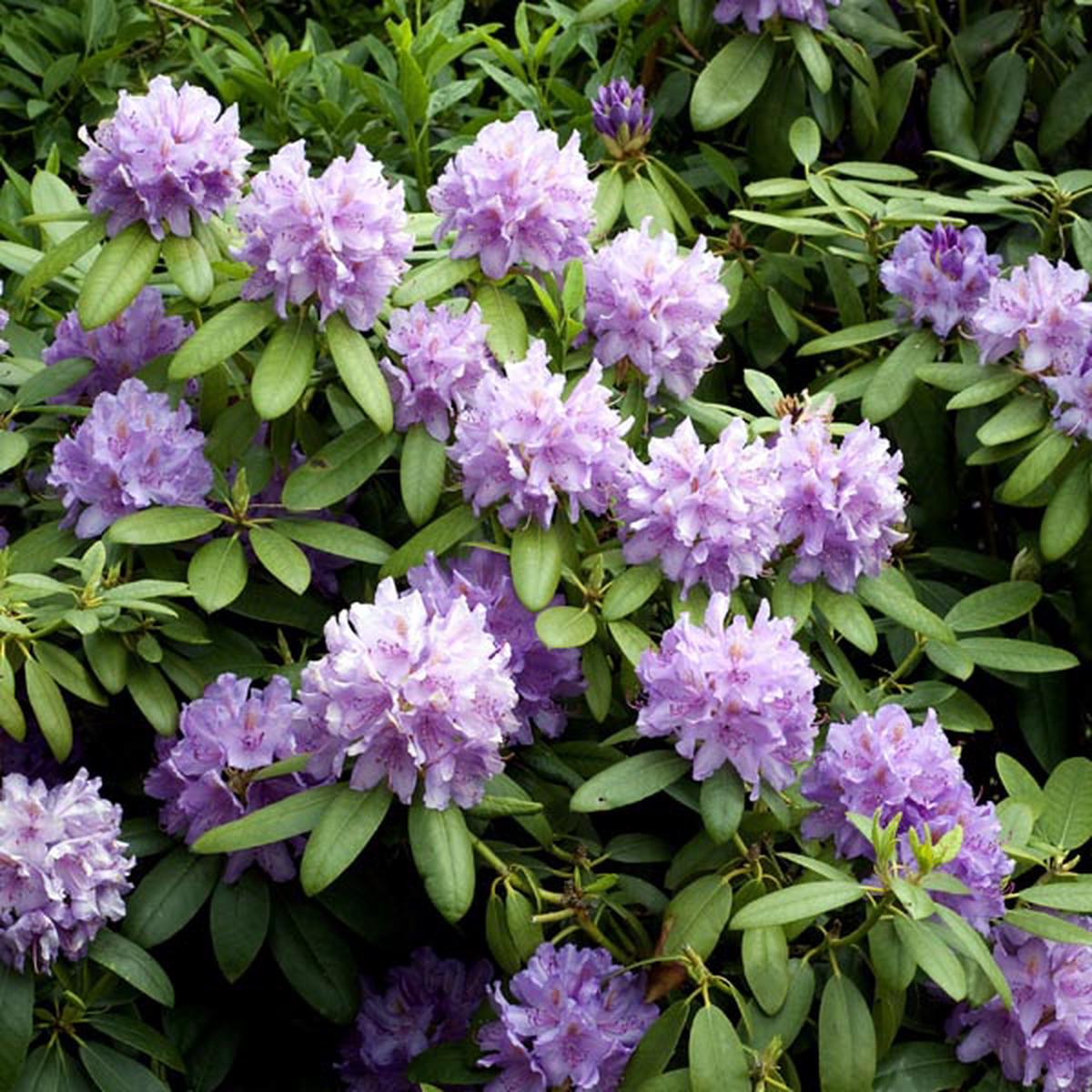 Catawba Rhododendron Flower Seeds for Planting  Heirloom Non-GMO, High Germination Organic Garden Seeds