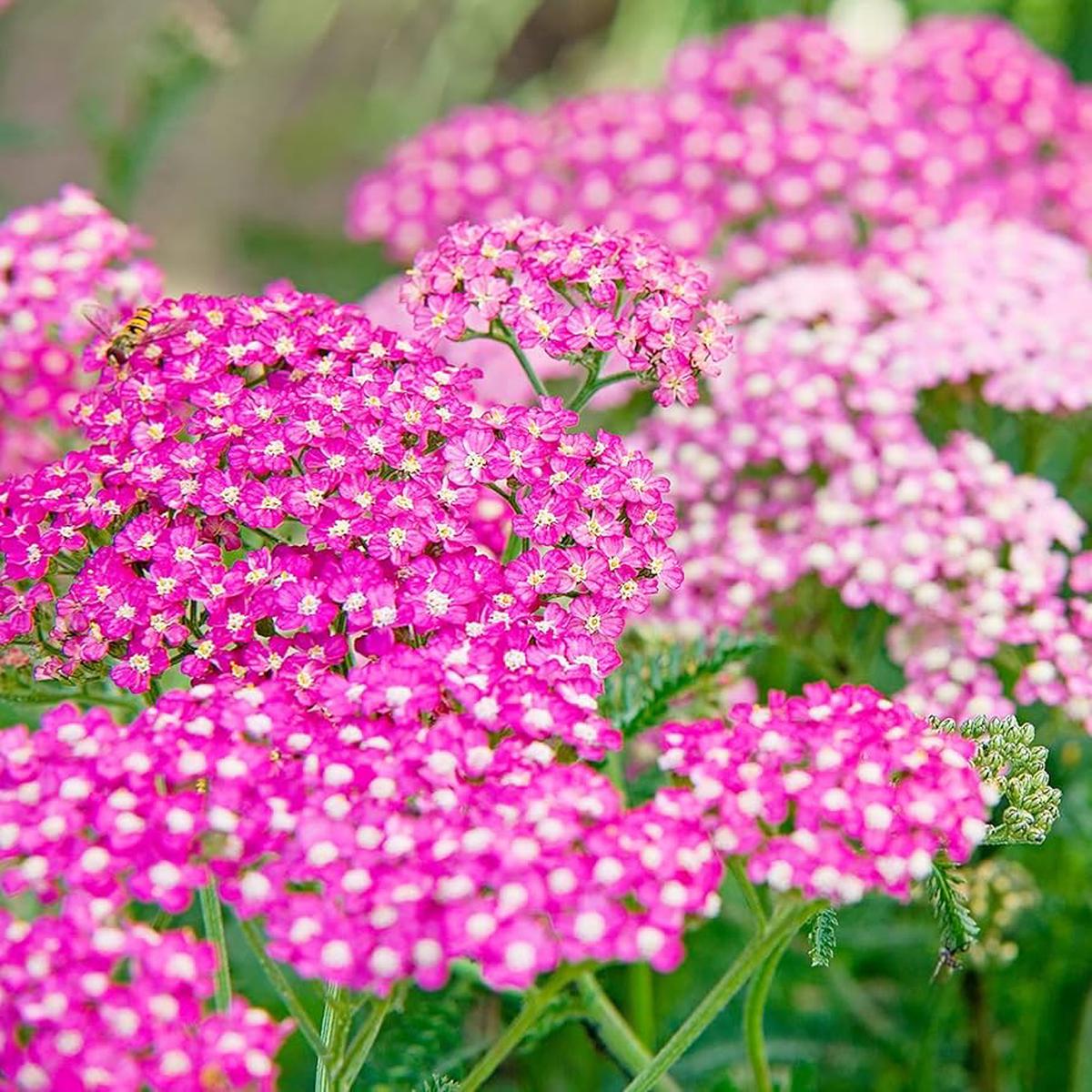 Cerise Achillea Flower Seeds for Planting Heirloom, Non-GMO, High Germination Sun-Loving Garden Seeds