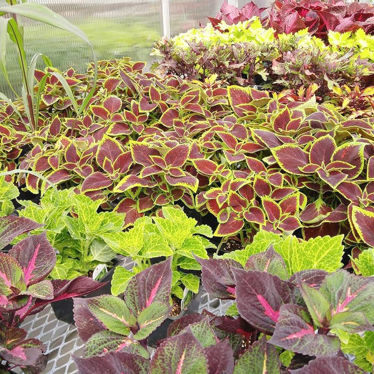 Coleus Plectranthus scutellarioides Seeds for Planting in Container Garden and Indoor Pots
