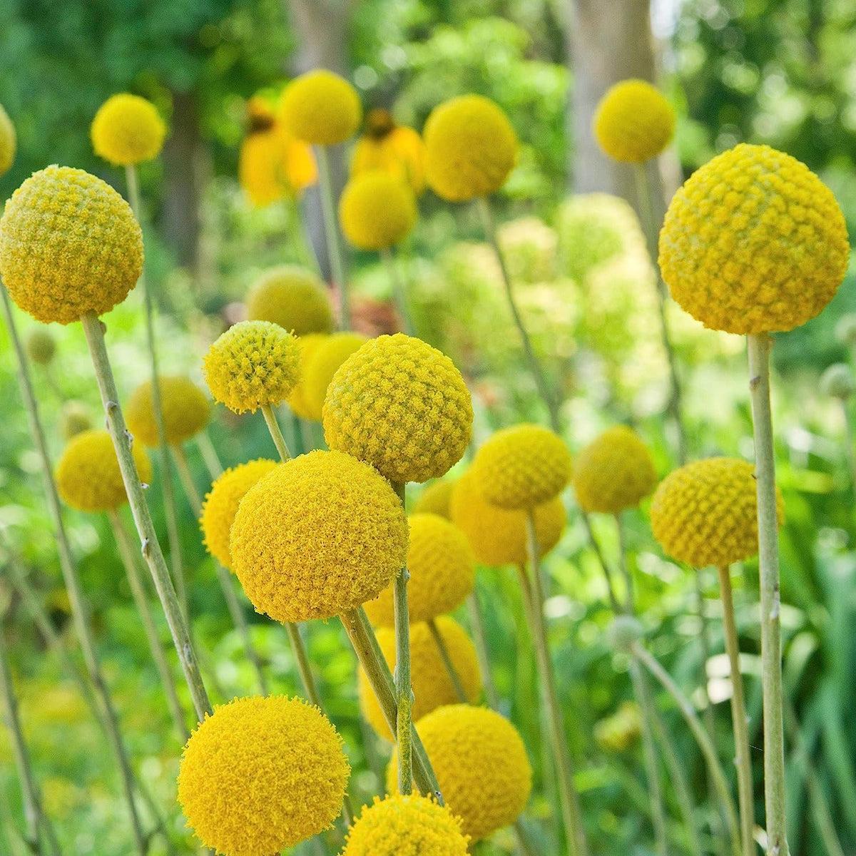 Craspedia Flower seeds for Planting Low Maintenance Heirloom & GMO Free Seeds for Home Garden   Sale