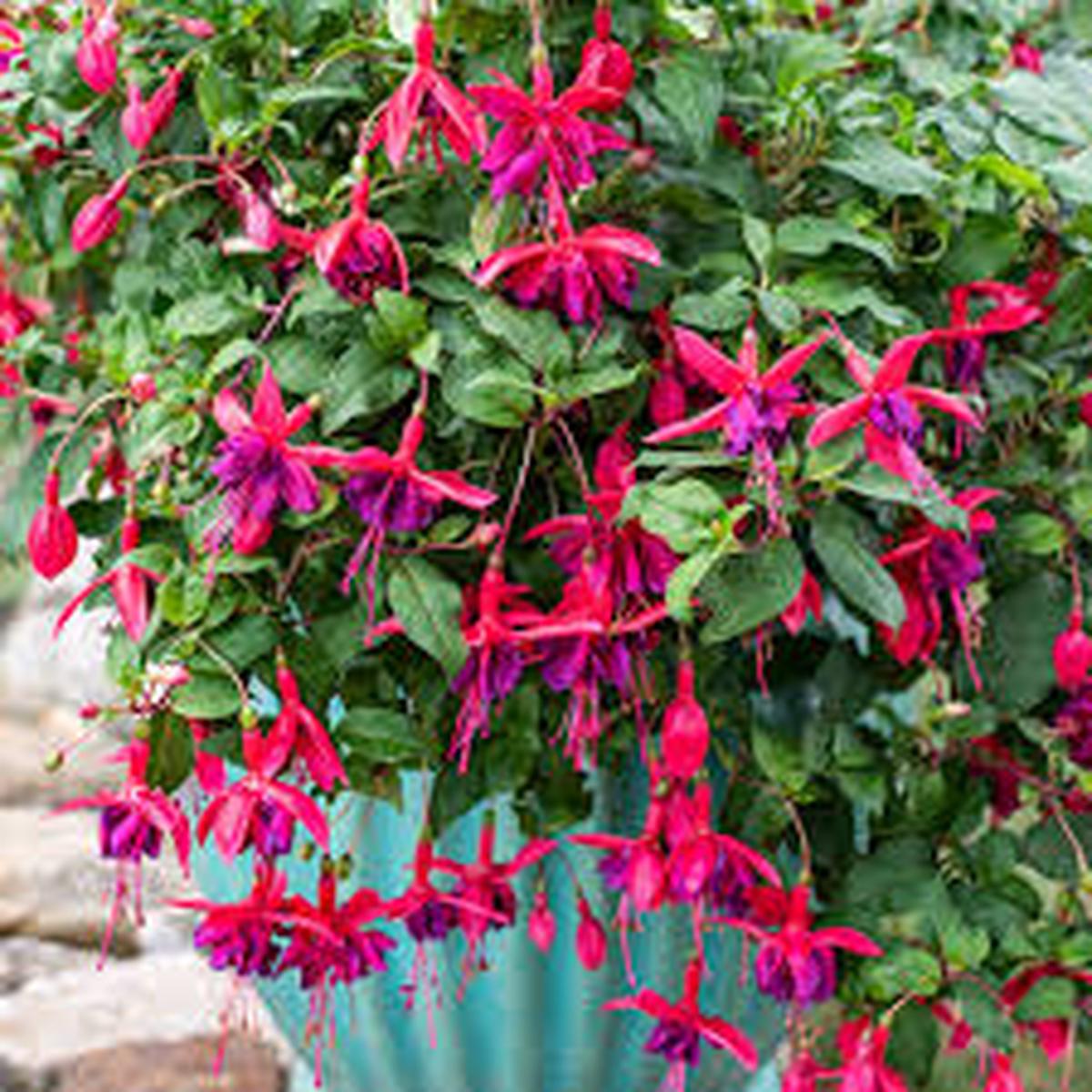 Fuchsia Flower Seeds for Planting Brown Green Long Bloom Season, Heirloom, Non-GMO, High Germination Organic Garden Seeds