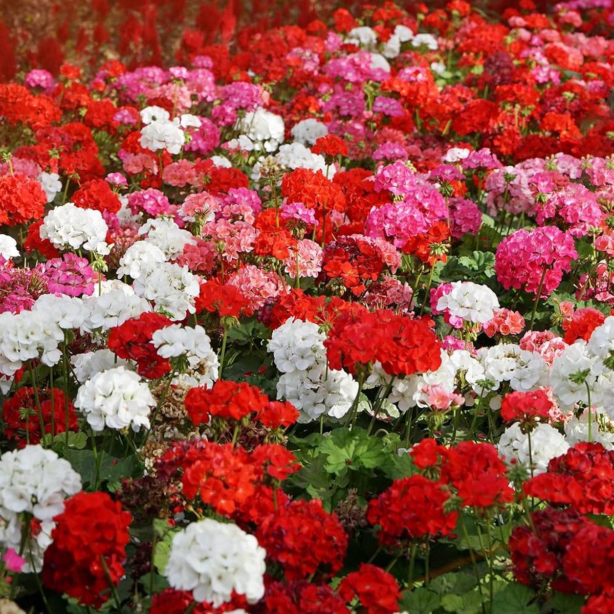 Geranium Flower Seeds for Planting  Heirloom, Non-GMO, High Germination Organic Garden Seeds