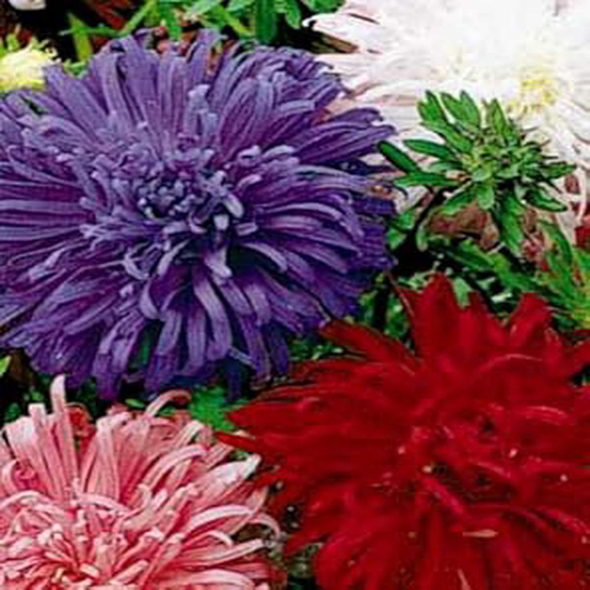 Giant Multi Aster Flower Seeds for Planting Heirloom, Non-GMO, High Germination Organic Garden Seeds
