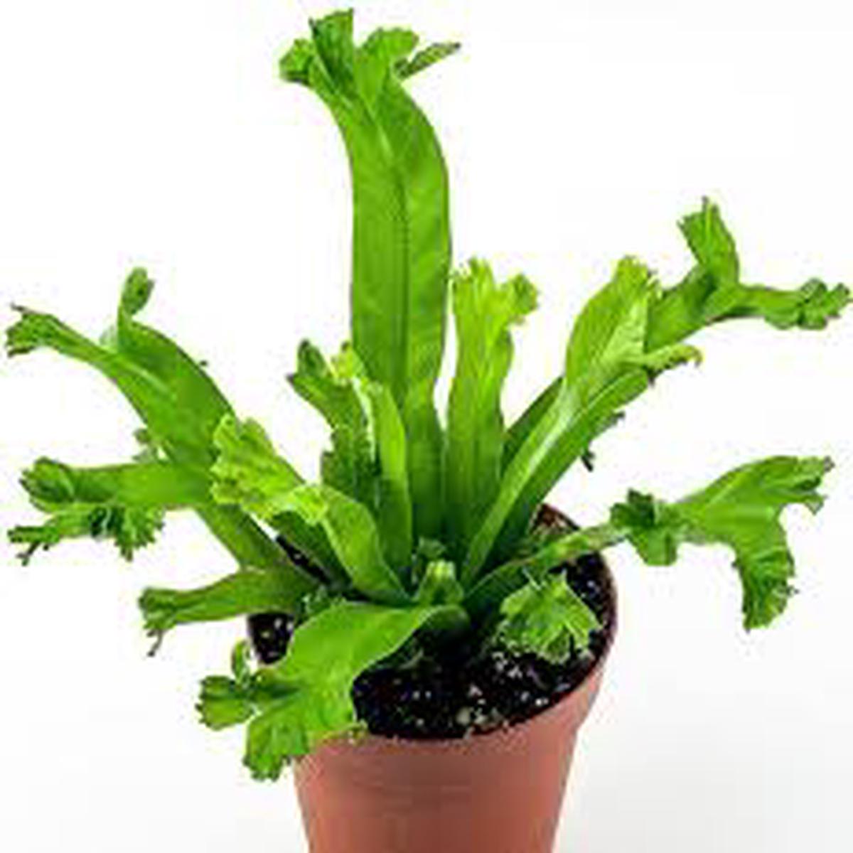 Gray Crested Fern Flower Seeds for Planting | Heirloom Non-GMO High Germination Organic Garden Seeds