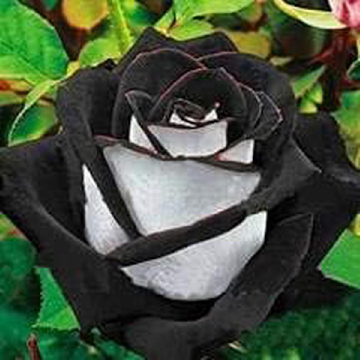 Gray & White Rose Heirloom Non-GMO Seeds  High Germination Organic Garden Seeds for Planting Rare and Elegant Blooms