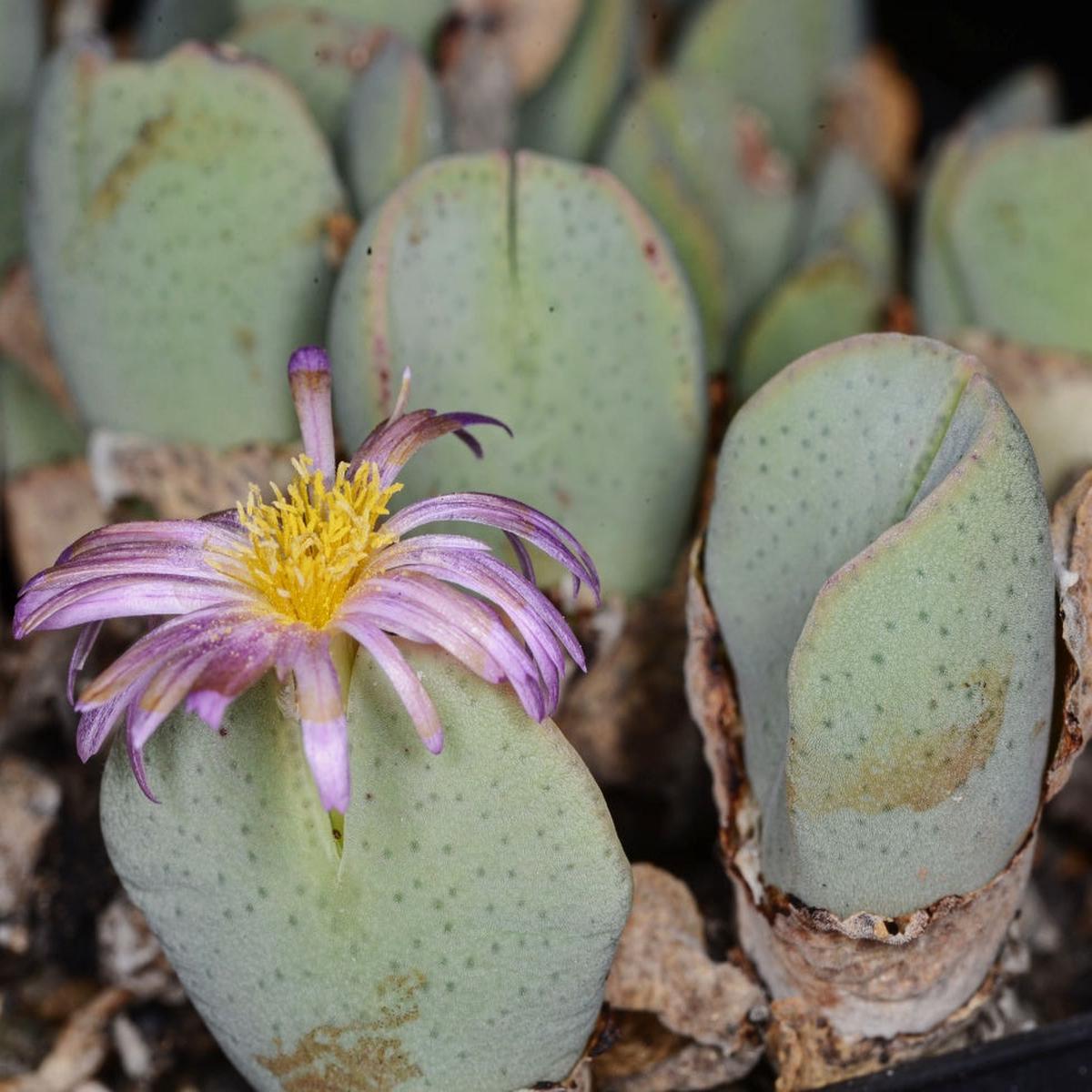 Green Conophytum Ernianum Flower Seeds for Planting Heirloom, Non-GMO Vibrant Organic Garden Seeds
