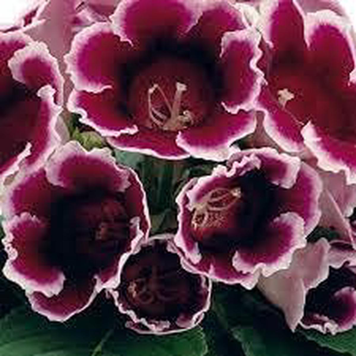 Heirloom Non-GMO Burgundy Gloxinia Flower Seeds for Garden Planting  Lush Velvet Blooms