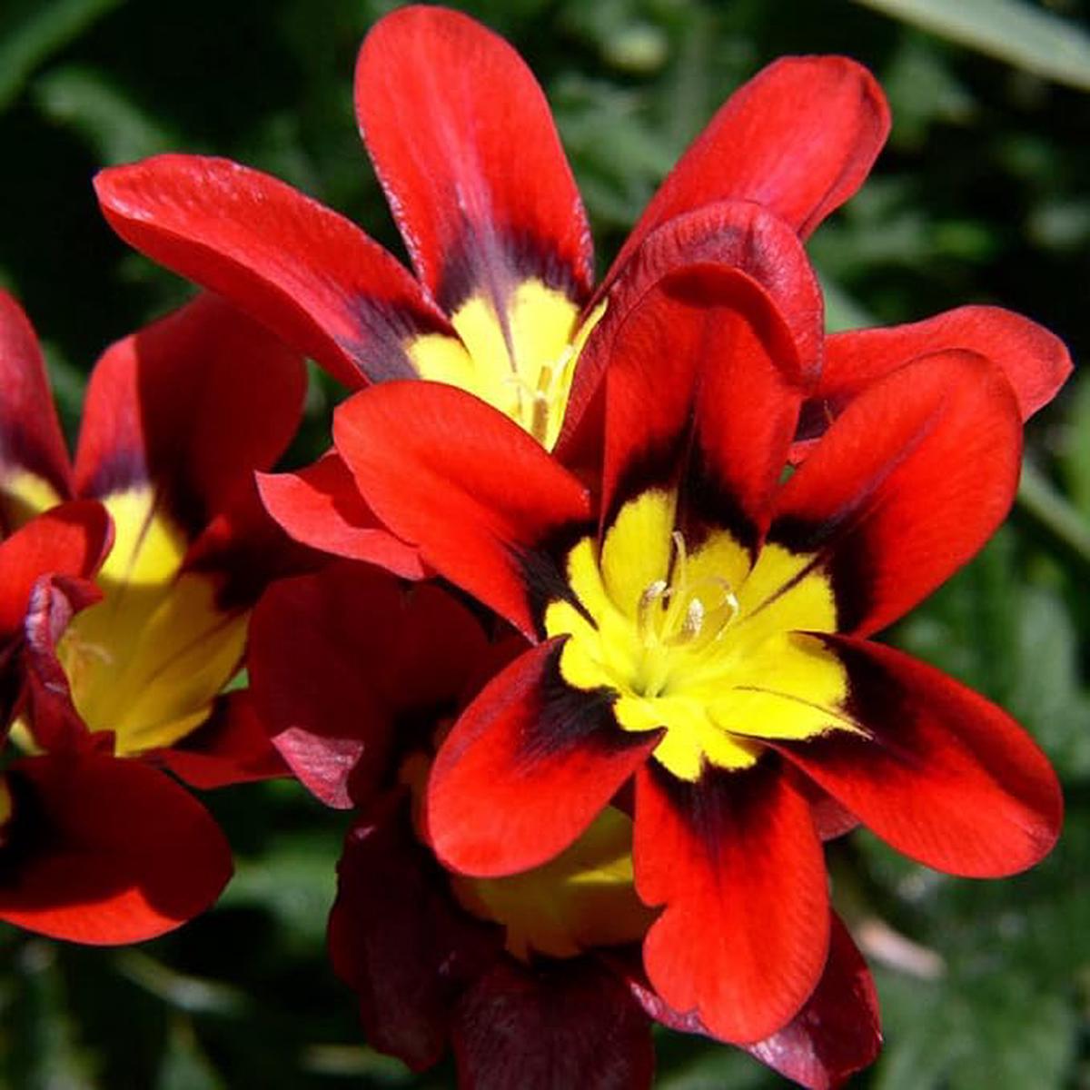 Heirloom Non-GMO Harlequin Flower Seeds for Planting  Colorful Ornamental Garden Blooms, High Germination