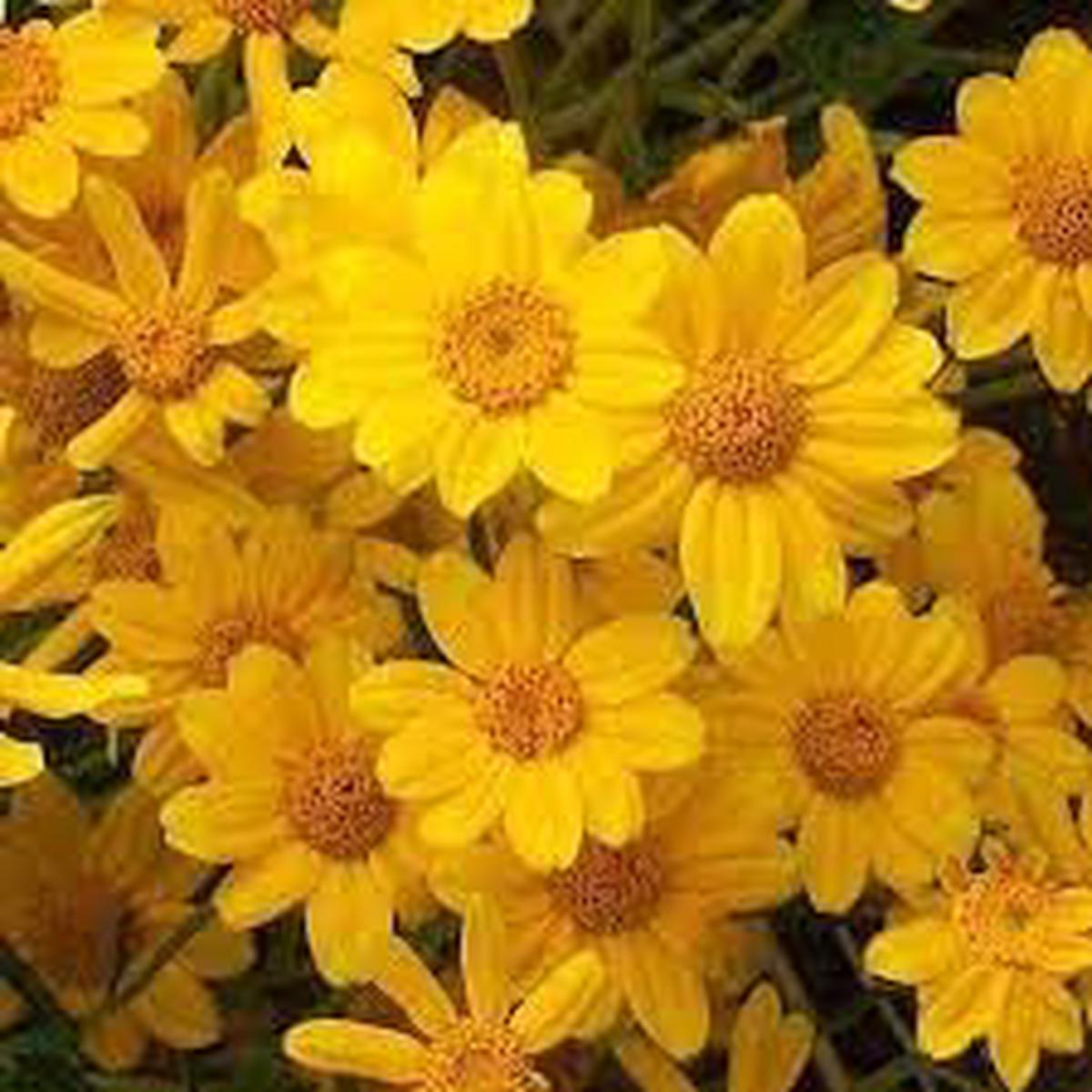 Heirloom Non-GMO Sunshine Flower Seeds for Planting Bright Blooms for Vibrant Garden Displays