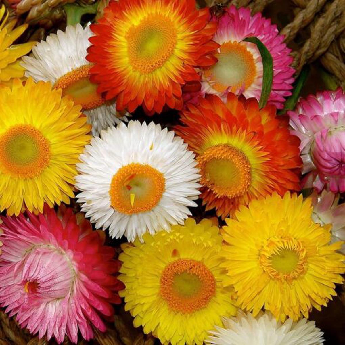 Helichrysum Paper Flower Open Pollinated  Heirloom, Non-GMO, High Germination Organic Garden Seeds
