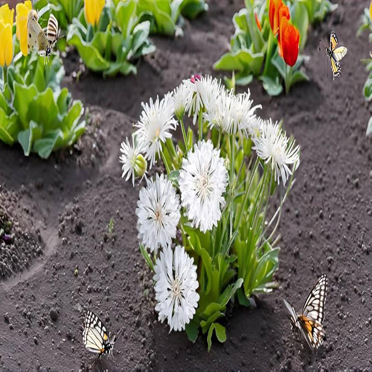Kinlochruel Kinlochruel spp Plant Seeds for Planting in Home Garden