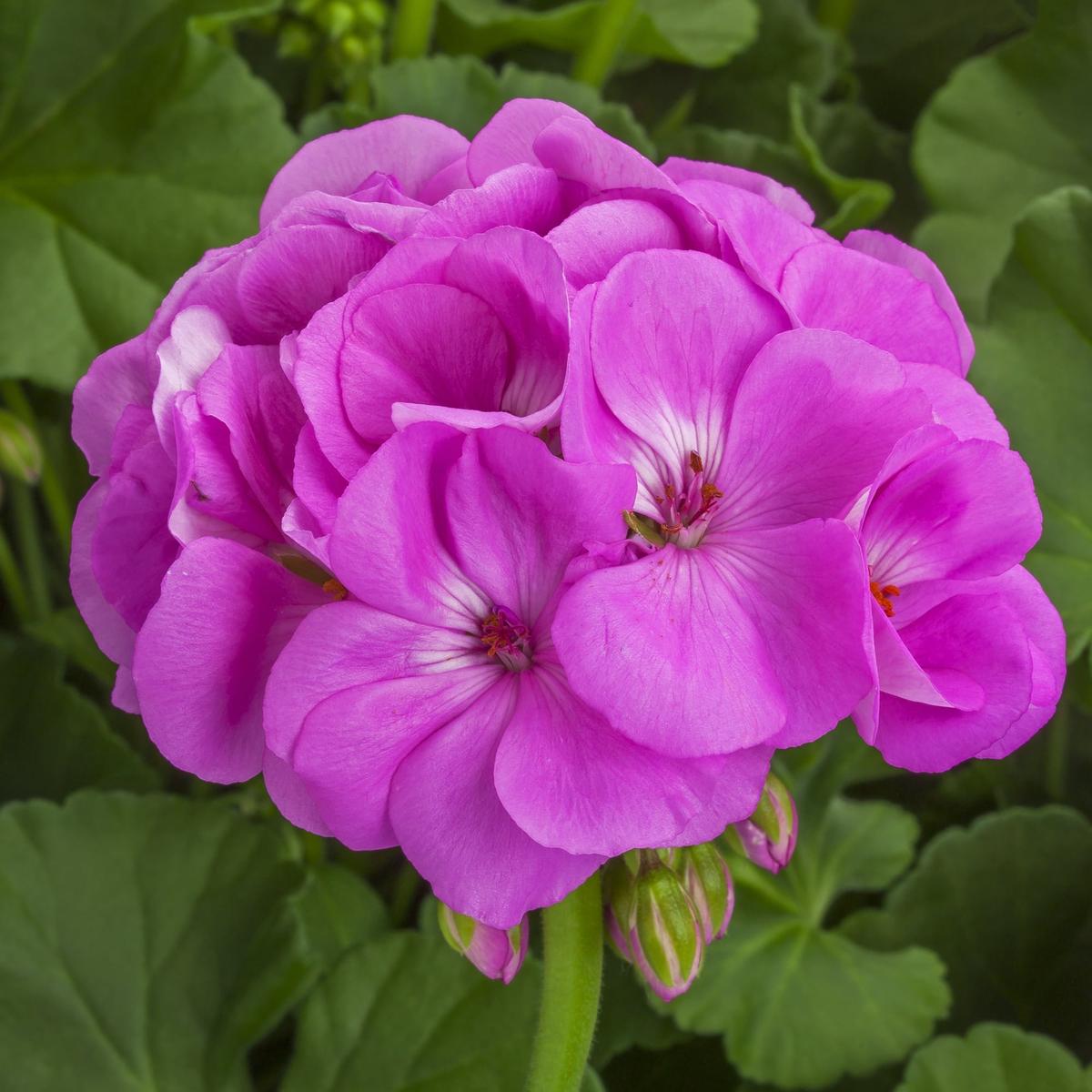 Lavender Pelargonium Flower Seeds for Planting Heirloom, Non-GMO, High Germination Organic Garden Seeds