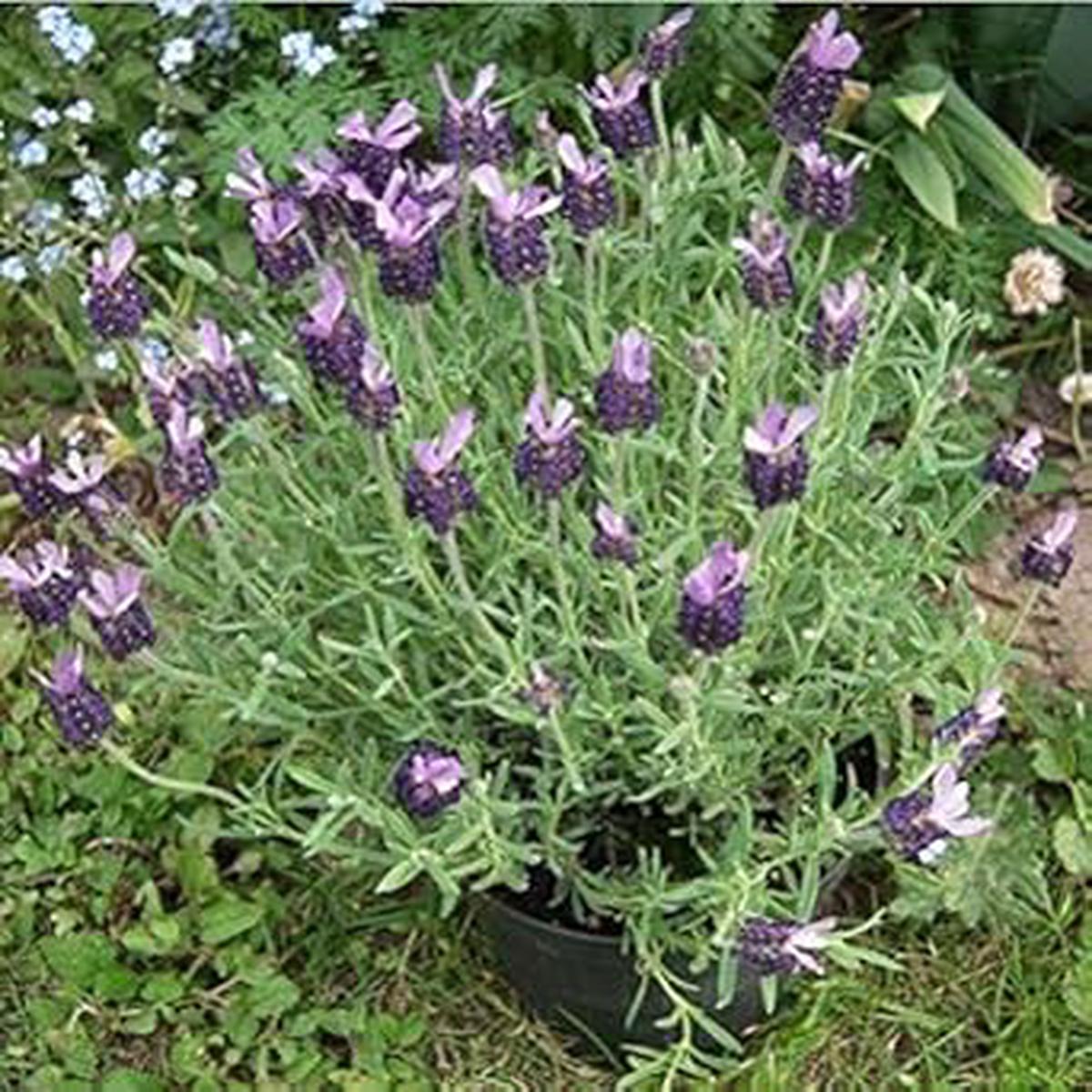 Lavender Stoechas Flower seeds for Planting – Long Bloom Season, Heirloom & GMO Free Seeds for Home Garden