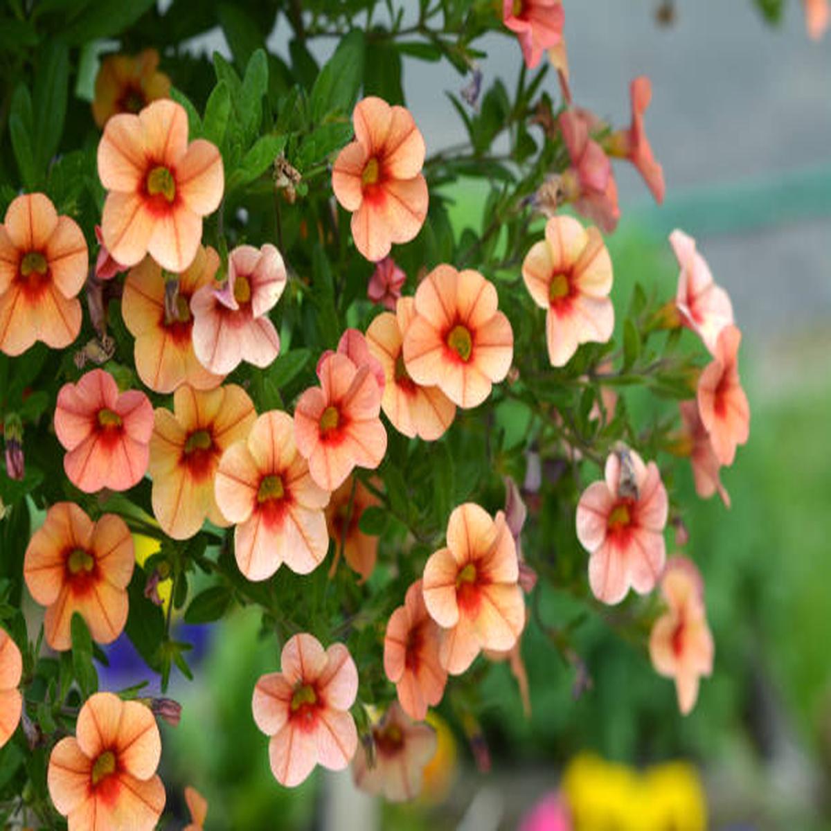 Light Orange Petunia Flower Seeds for Planting Heirloom, Non-GMO, High Germination Organic Garden Seeds