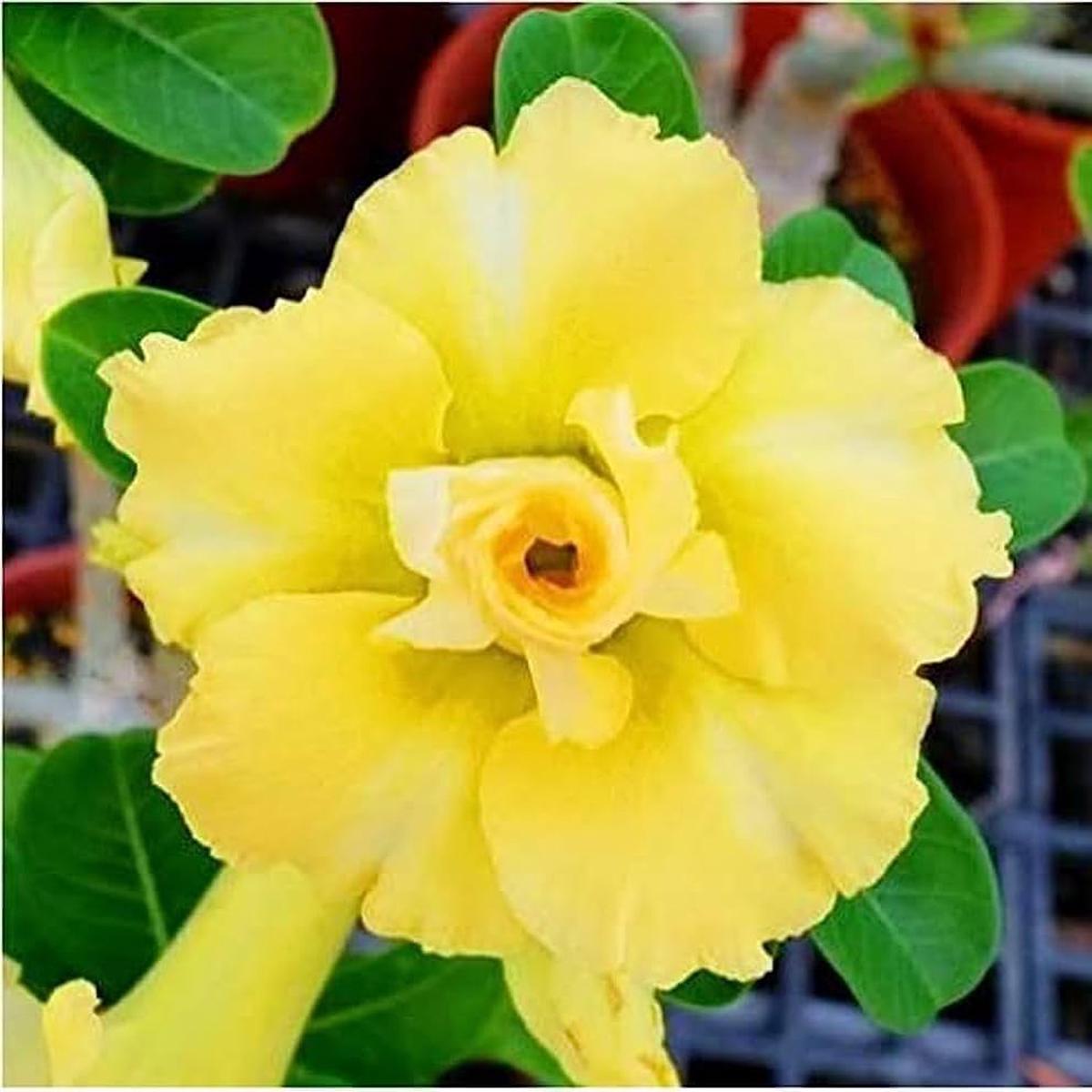 Light Yellow Adenium Obesum Flower Seeds Non-GMO, High Germination Heirloom Organic Garden Seeds
