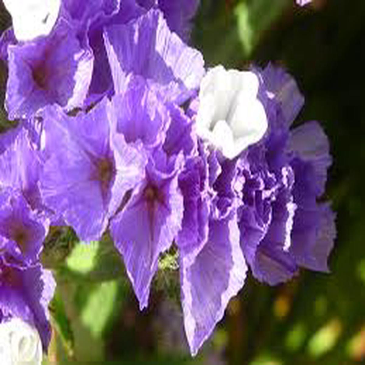 Limonium Sinuatum Flower Seeds for Planting  Vibrant Colors, Heirloom, Non-GMO, High Germination, 100pcs