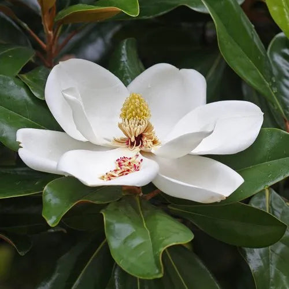 Magnolia Flower Seeds for Planting Heirloom, Non-GMO, Easy to Grow, Beautiful Blooms
